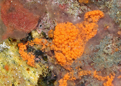 Orange Sheath Tunicate - Botrylloides violaceus I'm not 100% on the ID. The ones I've found previously were darker in color and more like blobs. In contrast, these were more spread out and were the color of cheetos.

Habitat: Tidal pools at low tide Botrylloides,Botrylloides violaceus,Geotagged,Orange Sheath Tunicate,Summer,United States,tunicate