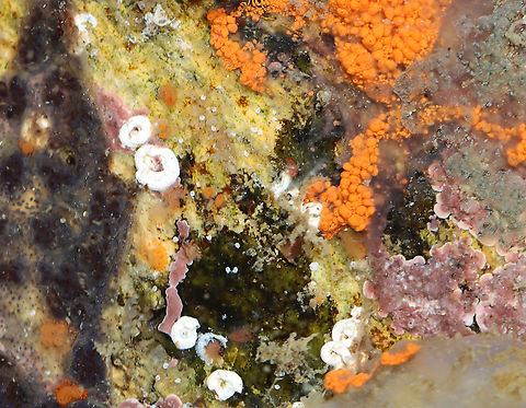 Polychaete Worms - Spirorbis violaceus White, flattened, spiral (clockwise) tubes that are about 3 mm in diameter. Grows on rocks and shells

Habitat: Tidal pools during low tide Geotagged,Serpulidae,Spirorbis,Spirorbis violaceus,Summer,United States,hard tube worm,marine polychaete,polychaete,sedentary polychaete,tubeworm