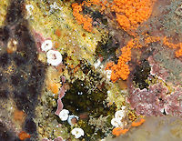 Polychaete Worms - Spirorbis violaceus White, flattened, spiral (clockwise) tubes that are about 3 mm in diameter. Grows on rocks and shells<br />
<br />
Habitat: Tidal pools during low tide Geotagged,Serpulidae,Spirorbis,Spirorbis violaceus,Summer,United States,hard tube worm,marine polychaete,polychaete,sedentary polychaete,tubeworm