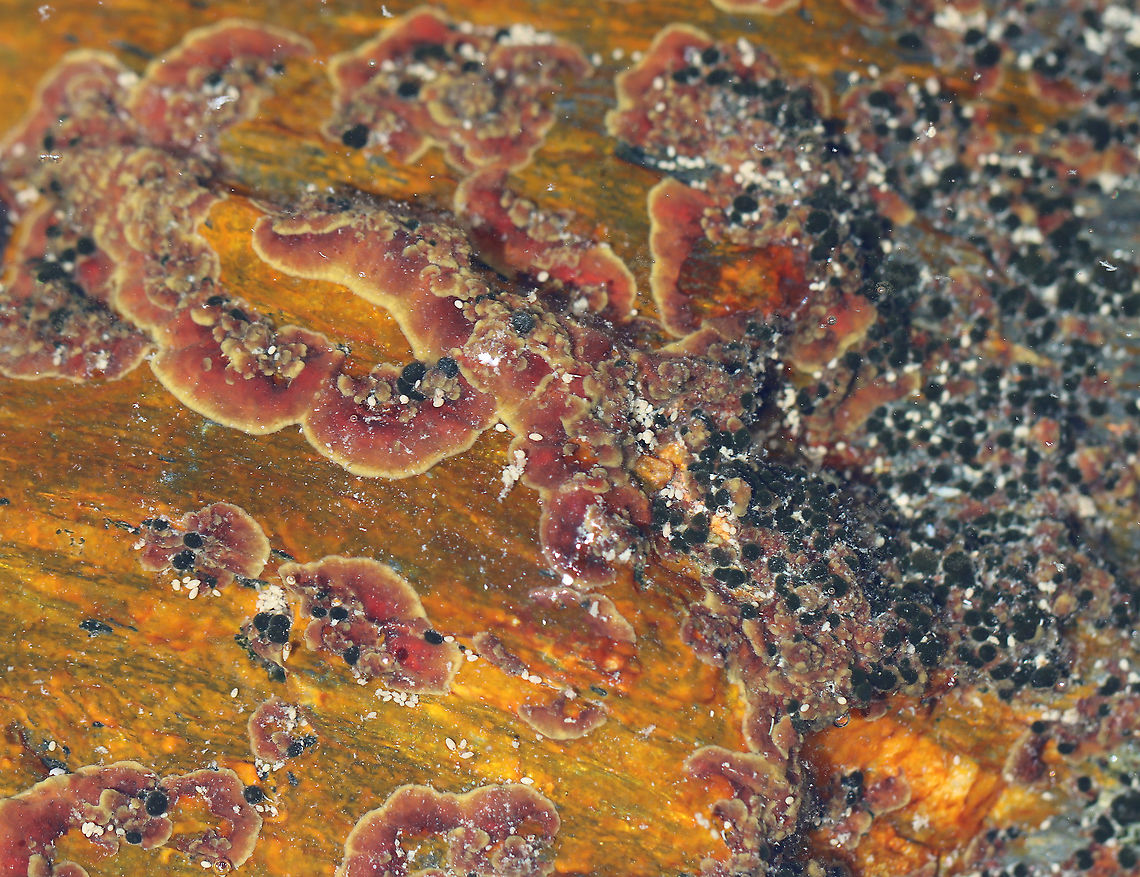 Red Algae - Peyssonnelia sp.? The rocks of the upper low tide zone (still underwater) were encrusted with this reddish stuff. I don't know if the red crust is related to the black spots (tunicates?) and white specks or if they are 3 separate things.<br />
<br />
Habitat: Growing on rocks in the low tide zone Geotagged,Summer,United States