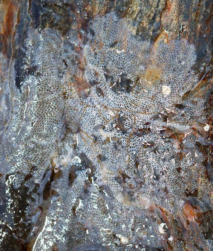 Bryozoan -  Electra pilosa Habitat: Found on rocks and seaweed in tidal pools during low tide<br />
<figure class="photo"><a href="https://www.jungledragon.com/image/99919/bryozoan_-_electra_pilosa.html" title="Bryozoan -  Electra pilosa"><img src="https://s3.amazonaws.com/media.jungledragon.com/images/3232/99919_thumb.jpg?AWSAccessKeyId=05GMT0V3GWVNE7GGM1R2&Expires=1769040010&Signature=5lcLxy%2B%2BIYK7jW5hxrrlPsA63ok%3D" width="200" height="154" alt="Bryozoan -  Electra pilosa Habitat: Found on rocks and seaweed in tidal pools during low tide<br />
https://www.jungledragon.com/image/99918/lacy_crust_bryozoan_-_family_membraniporidae.html Cheilostomatida,Electra,Electra pilosa,Geotagged,Summer,United States,bryozoan" /></a></figure> Electra,Electra pilosa,Geotagged,Summer,United States,bryozoa,bryozoan