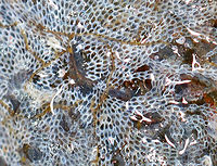Bryozoan -  Electra pilosa Habitat: Found on rocks and seaweed in tidal pools during low tide<br />
https://www.jungledragon.com/image/99918/lacy_crust_bryozoan_-_family_membraniporidae.html Cheilostomatida,Electra,Electra pilosa,Geotagged,Summer,United States,bryozoan