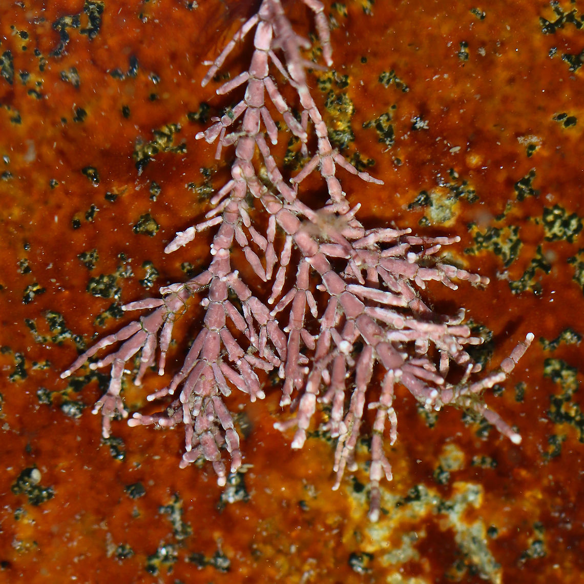 Calcareous Red Seaweed - Corallina officinalis Habitat: Found in a tide pool during low tide<br />
<figure class="photo"><a href="https://www.jungledragon.com/image/99932/calcareous_red_seaweed_-_corallina_officinalis.html" title="Calcareous Red Seaweed - Corallina officinalis"><img src="https://s3.amazonaws.com/media.jungledragon.com/images/3232/99932_thumb.jpg?AWSAccessKeyId=05GMT0V3GWVNE7GGM1R2&Expires=1769040010&Signature=8WYseGv2Uxh4LgqVb4MuLxmXAoE%3D" width="124" height="152" alt="Calcareous Red Seaweed - Corallina officinalis Habitat: Found in a tide pool during low tide<br />
<br />
*I may have placed the seaweed on the rock for the photo, but I can&#039;t remember...<br />
https://www.jungledragon.com/image/99931/calcareous_red_seaweed_-_corallina_officinalis.html Corallina officinalis,Geotagged,Summer,United States" /></a></figure> Calcareous Red Seaweed,Corallina,Corallina officinalis,Coralline algae,Geotagged,Summer,United States,red algae,red seaweed,rhodophyta,seaweed