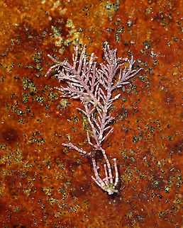 Calcareous Red Seaweed - Corallina officinalis Habitat: Found in a tide pool during low tide

*I may have placed the seaweed on the rock for the photo, but I can't remember...
https://www.jungledragon.com/image/99931/calcareous_red_seaweed_-_corallina_officinalis.html Corallina officinalis,Geotagged,Summer,United States