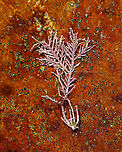 Calcareous Red Seaweed - Corallina officinalis Habitat: Found in a tide pool during low tide<br />
<br />
*I may have placed the seaweed on the rock for the photo, but I can't remember...<br />
https://www.jungledragon.com/image/99931/calcareous_red_seaweed_-_corallina_officinalis.html Corallina officinalis,Geotagged,Summer,United States
