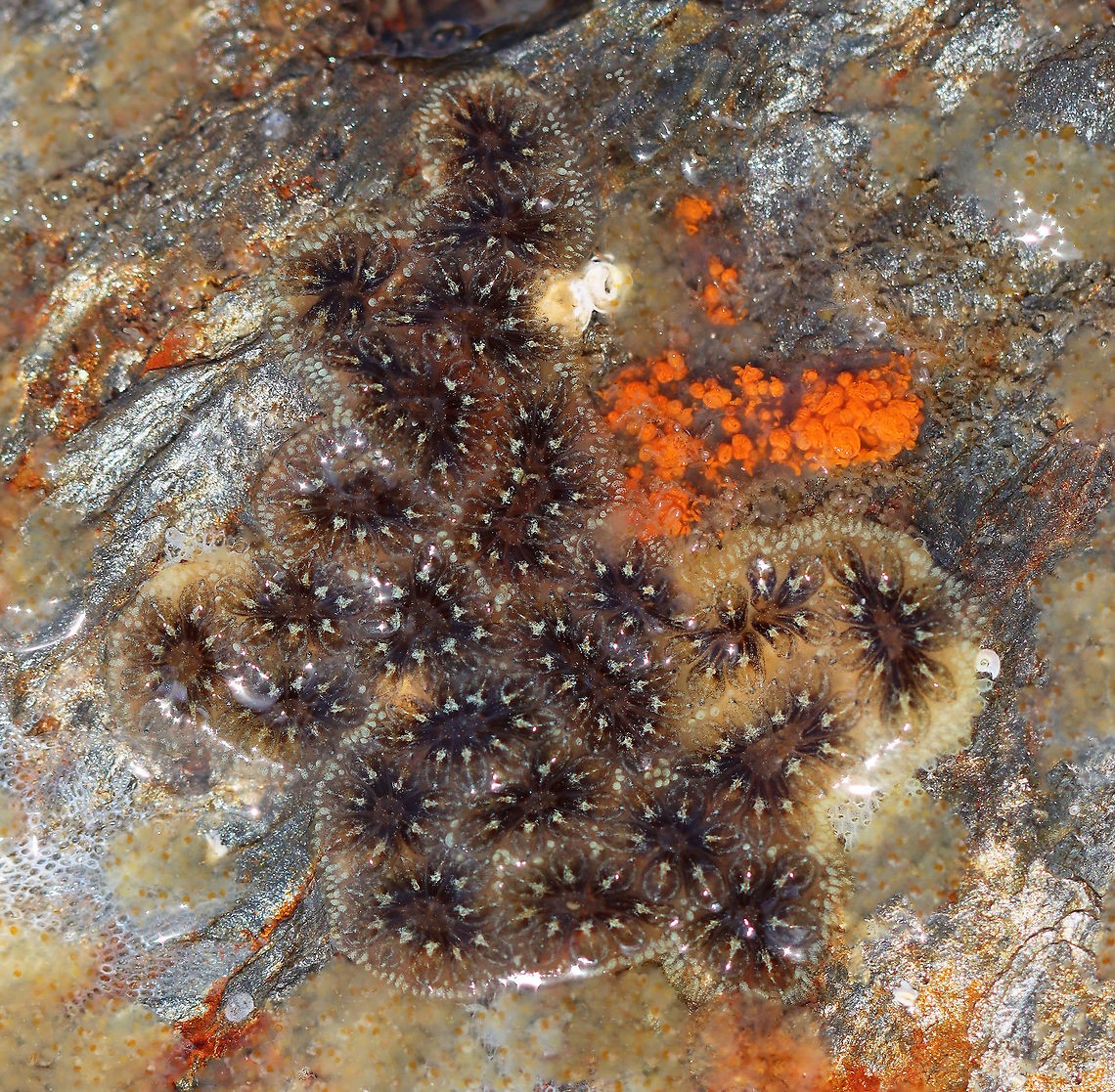 Golden Star Tunicate - Botryllus schlosseri I think this is Botryllus schlosseri, but it looks different from my previous observations. My ID guide says that it is a variable species though.<br />
<br />
Habitat: Tidal pools at low tide Botryllus schlosseri,Geotagged,Golden Star Tunicate,Summer,United States,tunicate