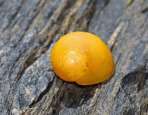 Smooth Periwinkle - Littorina obtusata Low spire and smooth whorls; color is variable. ~10 mm. Common among rockweeds.

Habitat: Found in a tide pool during low tide
https://www.jungledragon.com/image/99935/smooth_periwinkle_-_littorina_obtusata.html Geotagged,Littorina,Littorina obtusata,Summer,United States,flat periwinkle,gastropod,periwinkle,winkle