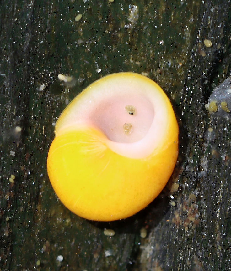 Smooth Periwinkle - Littorina obtusata Low spire and smooth whorls; color is variable. ~10 mm. Common among rockweeds.<br />
<br />
Habitat: Found in a tide pool during low tide<br />
<figure class="photo"><a href="https://www.jungledragon.com/image/99934/smooth_periwinkle_-_littorina_obtusata.html" title="Smooth Periwinkle - Littorina obtusata"><img src="https://s3.amazonaws.com/media.jungledragon.com/images/3232/99934_thumb.jpg?AWSAccessKeyId=05GMT0V3GWVNE7GGM1R2&Expires=1759968010&Signature=A%2F1RQppyBHeWj4JfL2Yl0%2BBoZSI%3D" width="200" height="156" alt="Smooth Periwinkle - Littorina obtusata Low spire and smooth whorls; color is variable. ~10 mm. Common among rockweeds.<br />
<br />
Habitat: Found in a tide pool during low tide<br />
https://www.jungledragon.com/image/99935/smooth_periwinkle_-_littorina_obtusata.html Geotagged,Littorina,Littorina obtusata,Summer,United States,flat periwinkle,gastropod,periwinkle,winkle" /></a></figure> Geotagged,Littorina obtusata,Smooth Periwinkle,Summer,United States