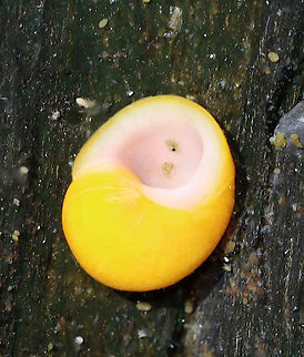 Smooth Periwinkle - Littorina obtusata Low spire and smooth whorls; color is variable. ~10 mm. Common among rockweeds.

Habitat: Found in a tide pool during low tide
https://www.jungledragon.com/image/99934/smooth_periwinkle_-_littorina_obtusata.html Geotagged,Littorina obtusata,Smooth Periwinkle,Summer,United States