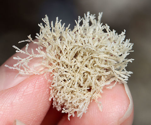 Unidentified Seaweed/Algae? I found this fluffy, white stuff in a tide pool. I have no idea what it is.

Habitat: Tidal pool during low tide
https://www.jungledragon.com/image/99937/unidentified_seaweedalgae.html
 Geotagged,Summer,United States