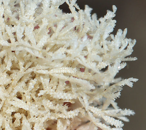 Unidentified Seaweed/Algae? I found this fluffy, white stuff in a tide pool. I have no idea what it is.

Habitat: Tidal pool during low tide
https://www.jungledragon.com/image/99936/unidentified_seaweedalgae.html Geotagged,Summer,United States