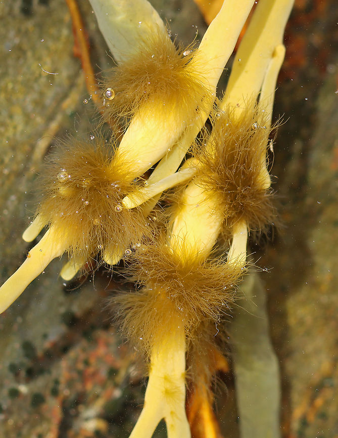 Brown seaweed? Fluffy creatures? Other? Fluffy, brown tufts growing on seaweed. Not sure what they are, but I assume they are some kind of brown seaweed/algae.<br />
<br />
Habitat: Tidal pool during low tide Geotagged,Summer,United States