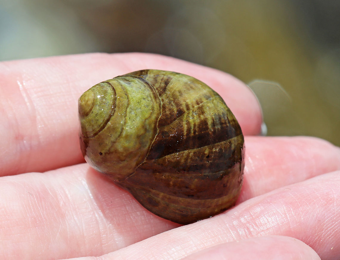 Common Periwinkle - Littorina littorea A common winkle along the Maine coast. They have a blunt spire and pale columella. ~30 mm.<br />
<br />
Periwinkles are vegetarians and can withstand long periods of time without food or water.<br />
<br />
Habitat: Tidal pools during low tide<br />
<figure class="photo"><a href="https://www.jungledragon.com/image/99940/common_periwinkle_-_littorina_littorea.html" title="Common Periwinkle - Littorina littorea"><img src="https://s3.amazonaws.com/media.jungledragon.com/images/3232/99940_thumb.jpg?AWSAccessKeyId=05GMT0V3GWVNE7GGM1R2&Expires=1767225610&Signature=KmjQtRT7OZgvT2gU1TYDVCtJIw4%3D" width="200" height="180" alt="Common Periwinkle - Littorina littorea A common winkle along the Maine coast. They have a blunt spire and pale columella. ~30 mm.<br />
<br />
Periwinkles are vegetarians and can withstand long periods of time without food or water.<br />
<br />
Habitat: Tidal pools during low tide<br />
https://www.jungledragon.com/image/99939/common_periwinkle_-_littorina_littorea.html Common periwinkle,Geotagged,Littorina littorea,Summer,United States" /></a></figure> Common periwinkle,Geotagged,Littorina littorea,Summer,United States,periwinkle,snail,winkle