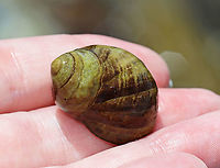 Common Periwinkle - Littorina littorea A common winkle along the Maine coast. They have a blunt spire and pale columella. ~30 mm.<br />
<br />
Periwinkles are vegetarians and can withstand long periods of time without food or water.<br />
<br />
Habitat: Tidal pools during low tide<br />
https://www.jungledragon.com/image/99940/common_periwinkle_-_littorina_littorea.html Common periwinkle,Geotagged,Littorina littorea,Summer,United States,periwinkle,snail,winkle