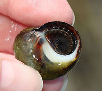 Common Periwinkle - Littorina littorea A common winkle along the Maine coast. They have a blunt spire and pale columella. ~30 mm.<br />
<br />
Periwinkles are vegetarians and can withstand long periods of time without food or water.<br />
<br />
Habitat: Tidal pools during low tide<br />
https://www.jungledragon.com/image/99939/common_periwinkle_-_littorina_littorea.html Common periwinkle,Geotagged,Littorina littorea,Summer,United States