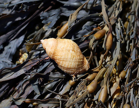 Dogwinkle - Nucella lapillus Variable in shape and color; aperture is large with flaring lips.

Fun fact: Dogwinkles that have fed on barnacles are whitish, while those that have fed on mussels are brownish or purple. Also, they secrete a purple dye, which was used by Native Americans.

Habitat: Tidal pool during low tide
https://www.jungledragon.com/image/99942/dogwinkle_-_nucella_lapillus.html Atlantic dogwinkle,Dog whelk,Geotagged,Nucella,Nucella lapillus,Summer,Thais,United States,dogwinkle