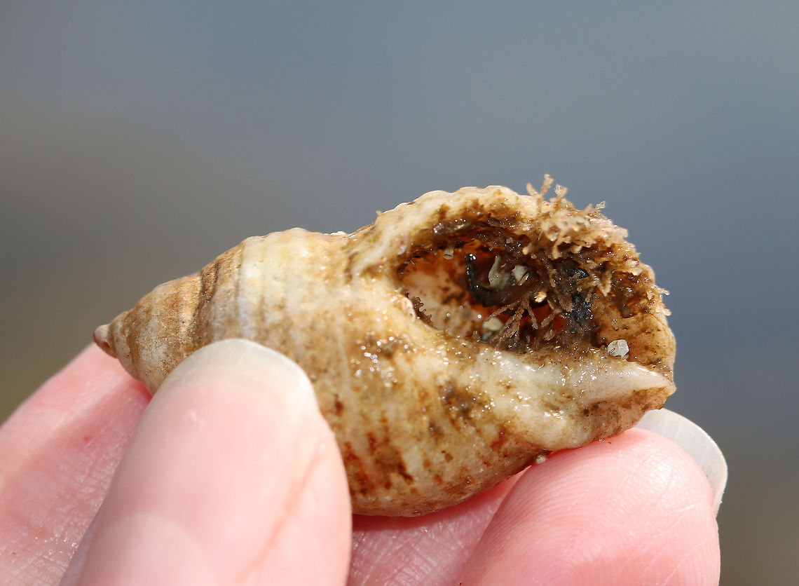 Dogwinkle - Nucella lapillus Variable in shape and color; aperture is large with flaring lips.<br />
<br />
Fun fact: Dogwinkles that have fed on barnacles are whitish, while those that have fed on mussels are brownish or purple. Also, they secrete a purple dye, which was used by Native Americans.<br />
<br />
Habitat: Tidal pool during low tide<br />
<figure class="photo"><a href="https://www.jungledragon.com/image/99941/dogwinkle_-_nucella_lapillus.html" title="Dogwinkle - Nucella lapillus"><img src="https://s3.amazonaws.com/media.jungledragon.com/images/3232/99941_thumb.jpg?AWSAccessKeyId=05GMT0V3GWVNE7GGM1R2&Expires=1769040010&Signature=G%2BhrJglW%2FVdM4Pd6Ht8lYnI0wTg%3D" width="200" height="156" alt="Dogwinkle - Nucella lapillus Variable in shape and color; aperture is large with flaring lips.<br />
<br />
Fun fact: Dogwinkles that have fed on barnacles are whitish, while those that have fed on mussels are brownish or purple. Also, they secrete a purple dye, which was used by Native Americans.<br />
<br />
Habitat: Tidal pool during low tide<br />
https://www.jungledragon.com/image/99942/dogwinkle_-_nucella_lapillus.html Atlantic dogwinkle,Dog whelk,Geotagged,Nucella,Nucella lapillus,Summer,Thais,United States,dogwinkle" /></a></figure> Dog whelk,Geotagged,Nucella lapillus,Summer,United States