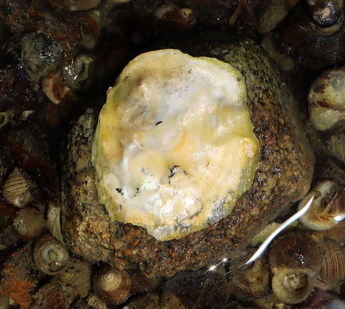 Unidentified Mollusk I found lots of these stuck to rocks. They look like jingle shells, but larger. Maybe they are oysters, except that they don't look like the oysters I've seen on rocks in the past.<br />
<br />
Habitat: Tidal pools during low tide Geotagged,Summer,United States,bivalve,mollusca,mollusk
