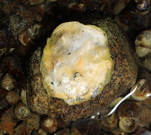 Unidentified Mollusk I found lots of these stuck to rocks. They look like jingle shells, but larger. Maybe they are oysters, except that they don't look like the oysters I've seen on rocks in the past.

Habitat: Tidal pools during low tide Geotagged,Summer,United States,bivalve,mollusca,mollusk