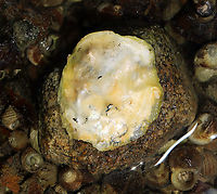 Unidentified Mollusk I found lots of these stuck to rocks. They look like jingle shells, but larger. Maybe they are oysters, except that they don't look like the oysters I've seen on rocks in the past.<br />
<br />
Habitat: Tidal pools during low tide Geotagged,Summer,United States,bivalve,mollusca,mollusk