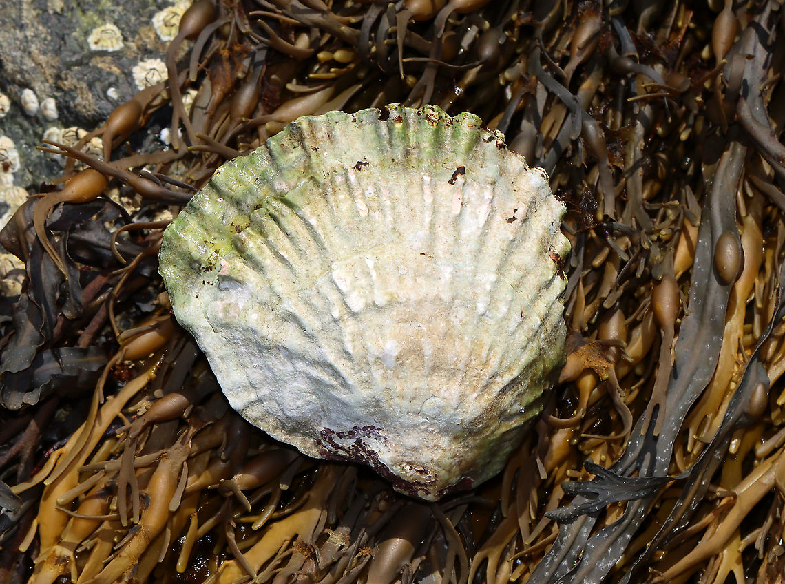 European Flat Oyster - Ostrea edulis Introduced to the eastern United States from Europe.<br />
<br />
Habitat: Tidal pools during low tide European Flat Oyster,Geotagged,Ostrea,Ostrea edulis,Summer,United States,oyster