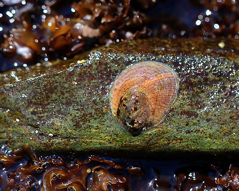 Fornicating Slipper Snail - Crepidula fornicata Common slipper shells start their lives as males, but some change to females as they grow older. The change is initiated by a waterborne hormone that regulates the female characteristics. Once they change into females, they remain females. To make reproduction more convenient, they often stack up on top of each other with the larger females on the bottom, the smaller males on top, and the hermaphrodites in the middle. If the ratio of males to females gets too high, the male reproductive organs will degenerate and the animal will become female.

Habitat: Tidal pool during low tide Common slipper shell,Crepidula,Crepidula fornicata,Geotagged,Summer,United States,slipper shell,slipper snail,snail