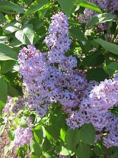 Lilac  Syringa vulgaris