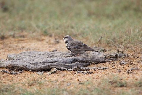 Ashy-crowned sparrow lark (Male) Located at Kumana, Sri Lanka. January 2018 Ashy crowned sparrow lark,Eremopterix griseus