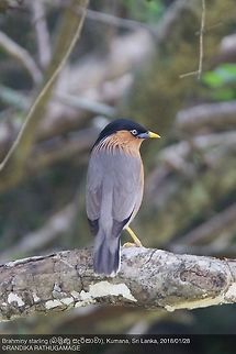 Brahminy starling  Brahminy Starling,Sturnia pagodarum