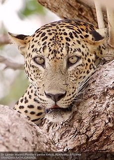 Sri Lankan Leopard