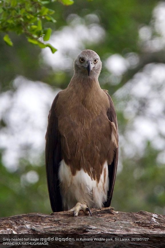 Grey-headed fish eagle  Grey-headed fish eagle,Ichthyophaga ichthyaetus