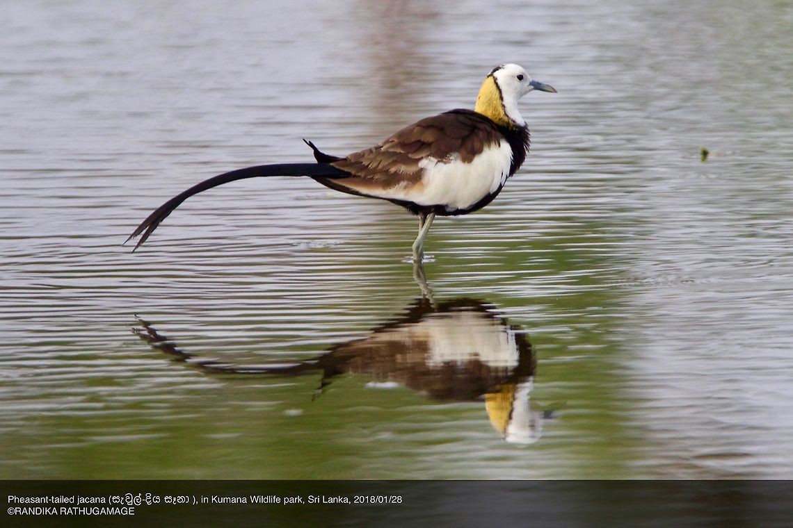 Pheasant-tailed jacana  Hydrophasianus chirurgus,Pheasant-tailed jacana