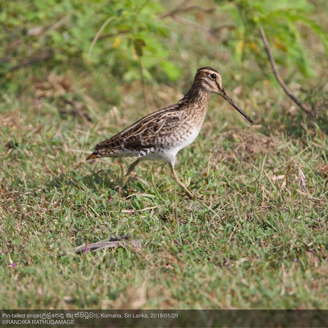 Pin-tailed snipe  Gallinago stenura,pin-tailed snipe