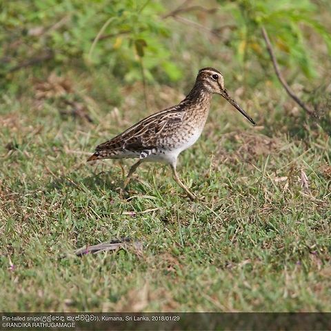 Pin-tailed snipe  Gallinago stenura,pin-tailed snipe