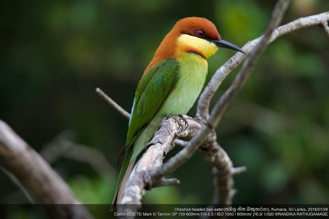 Chestnut-headed bee-eater  Chestnut-headed Bee-eater,Merops leschenaulti