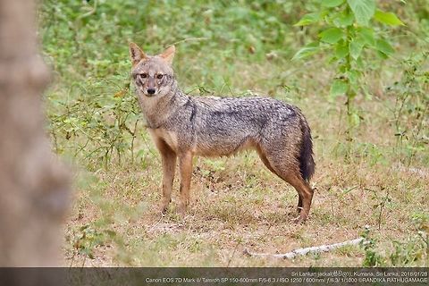 Sri Lankan jackal  Canis aureus naria,Sri Lankan Jackal