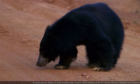 Sri Lankan sloth bear, Wilpattu  Geotagged,Melursus ursinus inornatus,Sri Lanka,Sri Lankan sloth bear,Winter