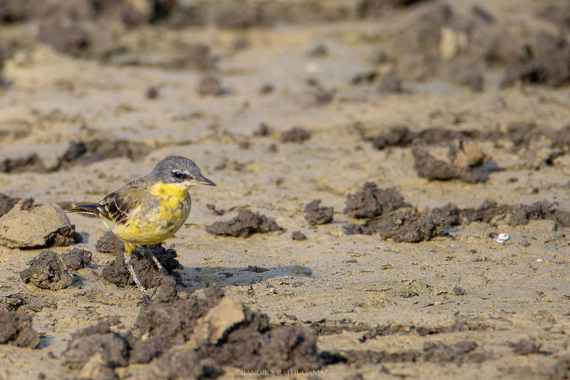 Yellow Wagtail Located at Wilpattu, Sri Lanka Anthus chloris,Geotagged,Motacilla flava,Sri Lanka,Winter,Yellow Wagtail,Yellow-breasted pipit