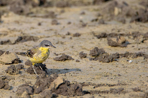 Yellow Wagtail Located at Wilpattu, Sri Lanka Anthus chloris,Geotagged,Motacilla flava,Sri Lanka,Winter,Yellow Wagtail,Yellow-breasted pipit