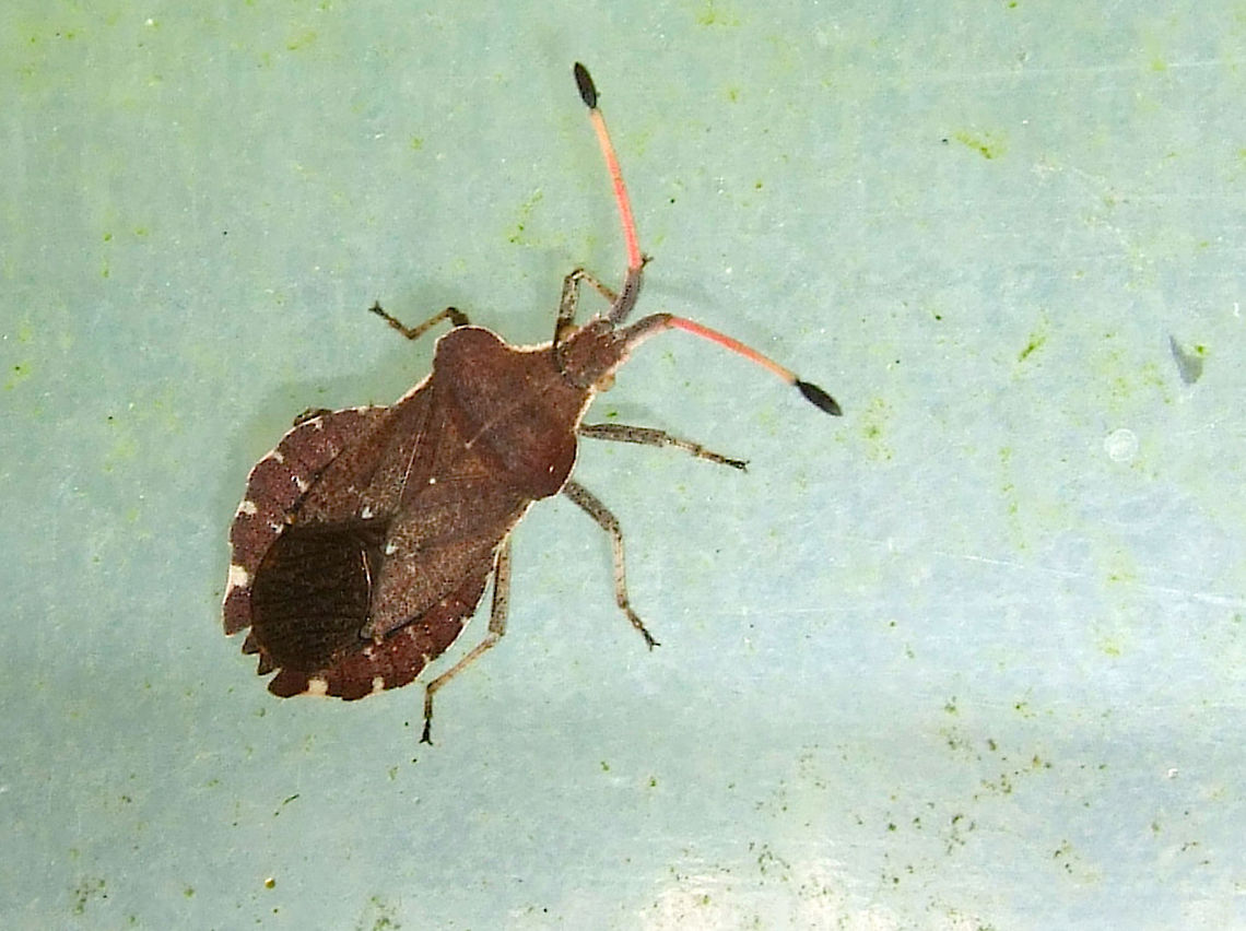 Squash Bug "Boat Bug" (Enoplops scapha) Found on an organic farm in June Boat Bug,Enoplops scapha,Hemiptera,June,Organic Farm,Portugal,Squash Bug,Summer