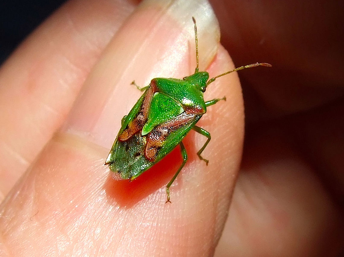 Juniper Shield Bug Flew in to visit me in April Acanthosomatidae,Cyphostethus tristriatus,Hemiptera,Juniper,Juniper Shield Bug,Juniper shield bug,Pentatomoidea,Portugal,Shield Bug,True Bug