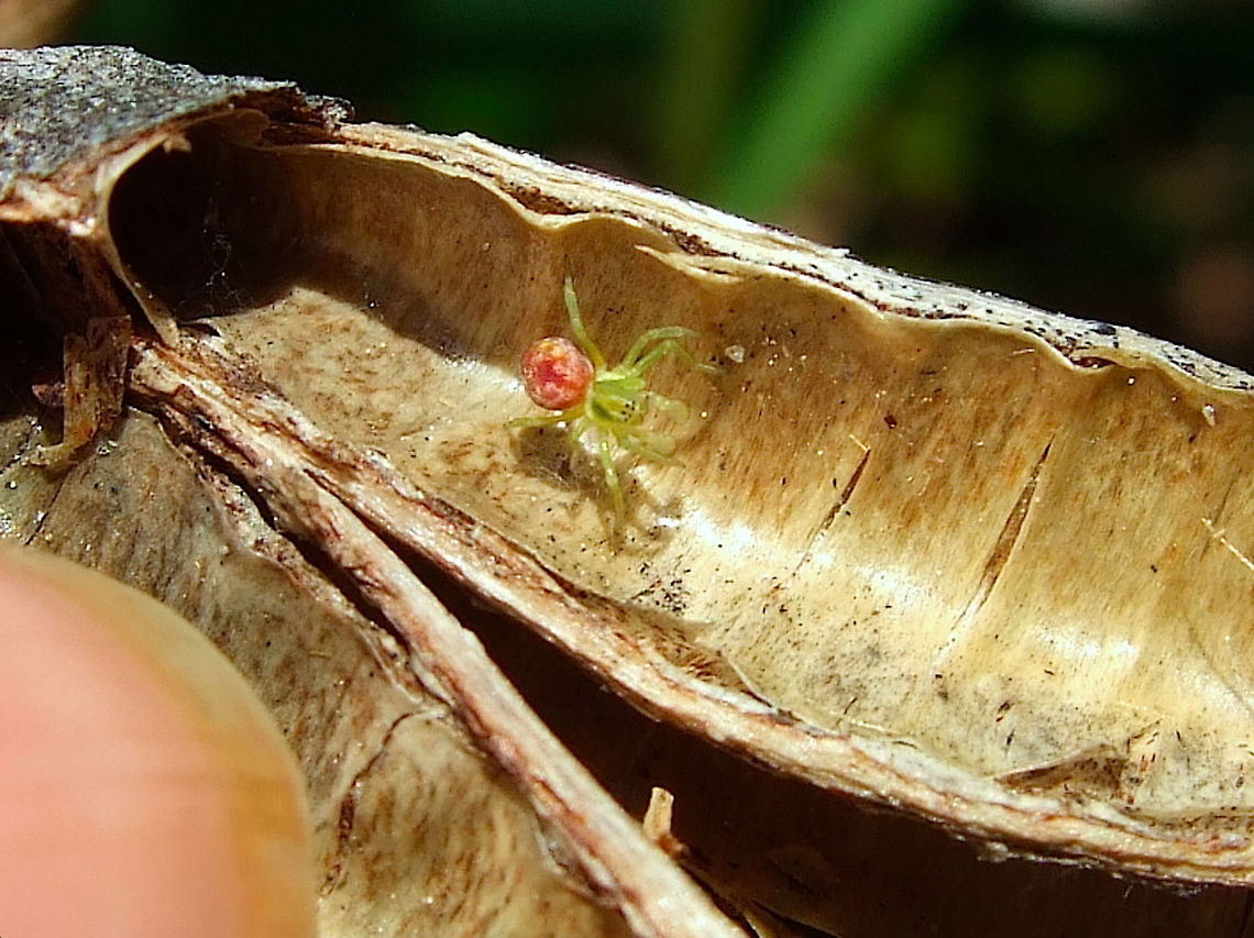 Nigma hortensis spider (male) Tiny male spider found in a seed pod in a city garden April,Dictynidae,Nigma,Nigma hortensis,Portugal,Spider