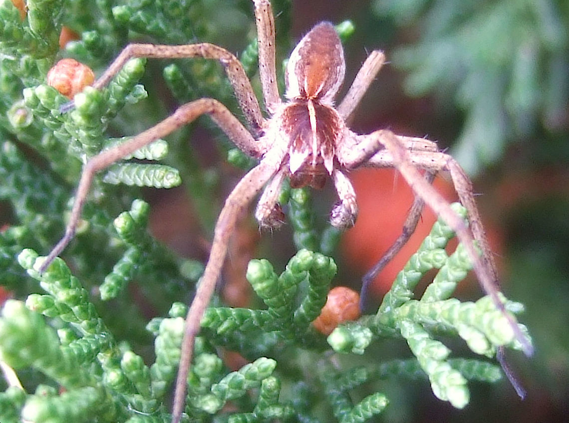 Male Nursery Web Spider (Pisaura mirabilis) Male found on a bush in April Male,Nursery web spider,Pisaura,Pisaura mirabilis,Portugal,Spider