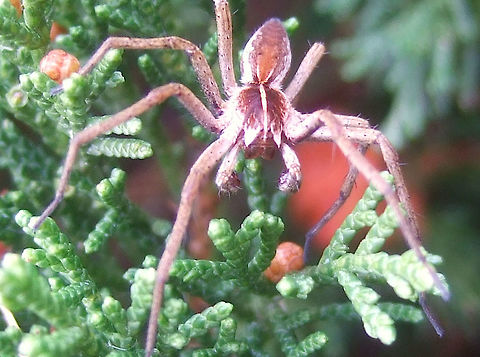 Male Nursery Web Spider (Pisaura mirabilis) Male found on a bush in April Male,Nursery web spider,Pisaura,Pisaura mirabilis,Portugal,Spider