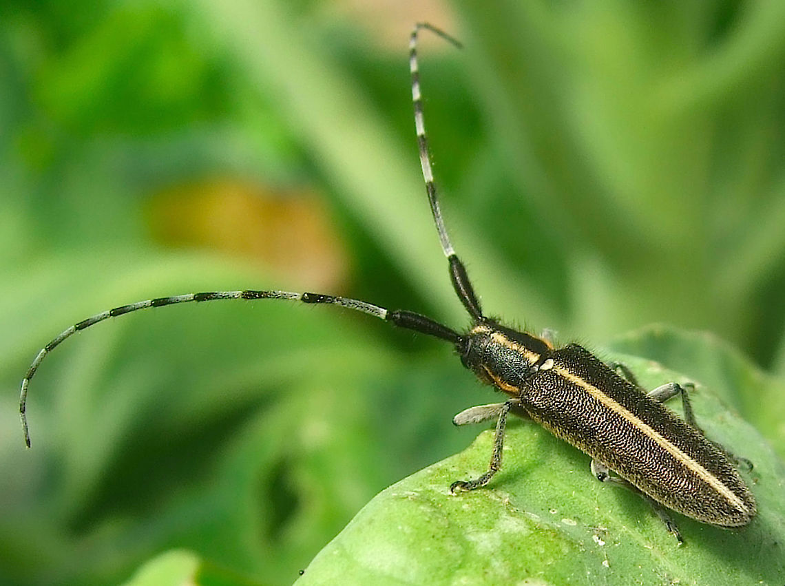 Agapanthia suturalis Found on an organic farm in May Agapanthia,Agapanthia suturalis,Beetle,Longhorn beetle,May,Organic Farm,Portugal,Spring,Thistle Long Horned Beetle