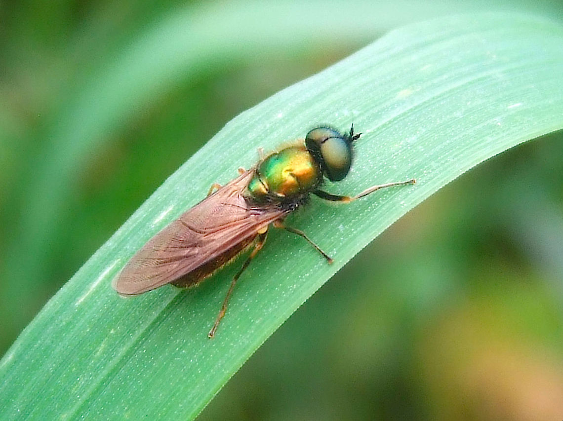 Broad Centurion Soldier Fly (Chloromyia formosa) male These little sparklers have golden abdomens (hard to make out in the picture but very visible when they fly &ndash; I will post a picture later of one in flight). This makes them among the most beautiful flies I have ever seen (and enough to make me believe in Faeries).<br />
<br />
Taken on an organic farm in April April,Broad Centurion Soldier Fly,Chloromyia formosa,Diptera,Male,Organic Farm,Portugal,Soldier Fly