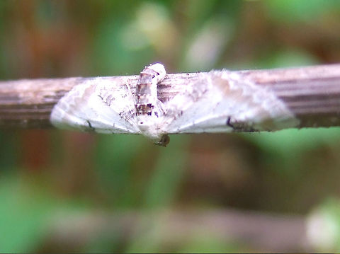 Lime Speck Pug Moth (Eupithecia centaureata) Found on an organic farm in April. This is what I would expect a caterpillar with wings to look like. The wrap around along with the bird poop camouflage amazes me. April,Eupithecia centaureata,Geometridae,Lepidoptera,Lime Speck Moth,Lime-speck pug,Moth,Organic Farm,Portugal,Pug Moth,Spring