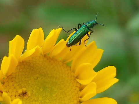 Green Flower Beetle (Psilothrix viridcoeruleus) Found on an organic farm in April April,Beetle,Flower Beetle,Green Flower Beetle,Organic Farm,Portugal,Psilothrix viridcoeruleus,Psilothrix viridicoerulea,Soft-Winged Flower Beetle,Spring