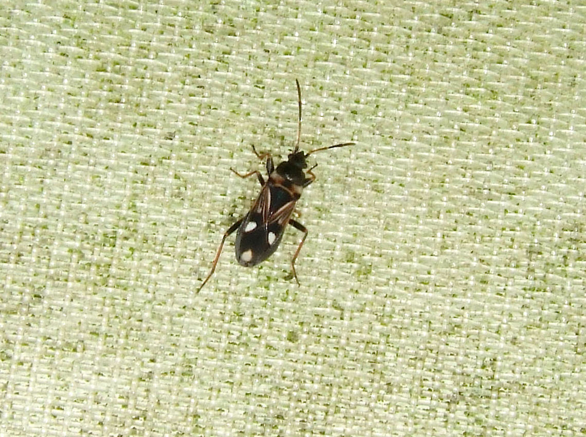 Raglius alboacuminatus, a seed bug Found in June on an organic farm Ballota nigra,Hemiptera,Lygaeidae,Organic Farm,Portugal,Raglius alboacuminatus,Seed Bug,black horehound