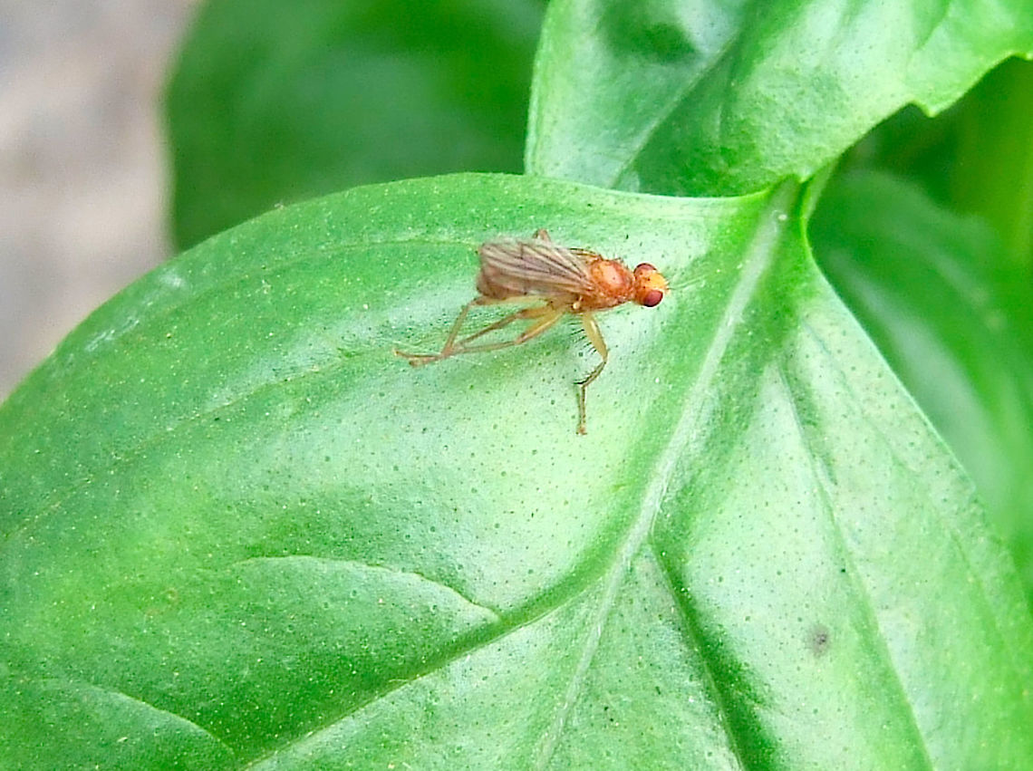 Dung Fly (Norellisoma spinimanum) on Basil Norellisoma spinimanum is a predacious Dung Fly, found on basil at an organic farm in June Diptera,Dung Fly,IPM,Integrated Pest Management,June,Norellisoma spinimanum,Organic Farm,Portugal,Predator,Scathophagidae